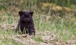 Чилийска котка: малък хищник от южна америка